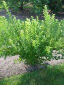 Pokojov� rostliny: L��iv� > Bor�v�� (Bor�vka)