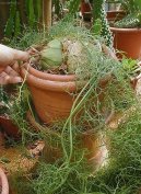 Pokojov� rostliny: Mnoholet� > Bowiea (Bowiea volubilis)