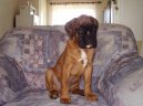 Fotky: N�meck� boxer (foto, obrazky)
