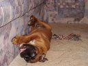Fotky: N�meck� boxer (foto, obrazky)