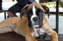 Ps� plemena:  > N�meck� boxer (Deutscher Boxer)