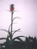 Fotky: Braz�lie (cestopis) (foto, obrazky)