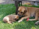 Ps� plemena:  > Brazilsk� fila (Fila Brasileiro)
