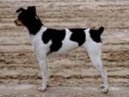 Ps� plemena:  > Brazilsk� teri�r (Brasilian Terrier, Terrier Brasilerio)