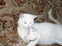:  > Britsk� kr�tkosrst� ko�ka (British Shorthair Cat)