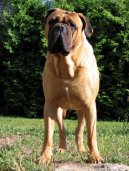 Ps� plemena:  > Bullmastif (Bullmastiff)