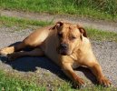 :  > B�rsk� buldok (Boerboel)