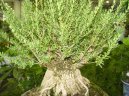 Buxus harlandii, buxus microphylla sinica, Zimostr�z
