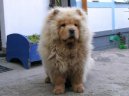 Ps� plemena: Primitivn� typy a �picov� > �au-�au (Chow Chow)