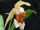 Pokojov� rostliny: Orchideje > Celogyne (Coelogyne)