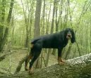 Ps� plemena:  > �erno-t��slov� coonhound (Black and Tan Coonhound)
