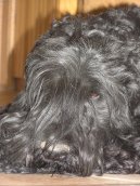 Ps� plemena: Pin�ov�, kn�ra�i a molossoidn� > �ern� teri�r (Black Russian Terrier)