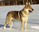 Ps� plemena:  > �eskoslovensk� vl��k (Czechoslovakian wolfdog)