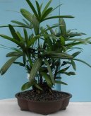 Pokojov� rostliny: Palmy > Chamedorea, horska palma (Chamaedorea elegans)