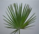 Pokojov� rostliny: Palmy > �umara (Chamaerops humilis)