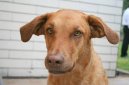 Ps� plemena:  > Chesapeake Bay Retr�vr (Chesapeake Bay Retriever)