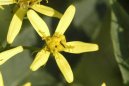 Ciner�rie zahradn�, star�ek