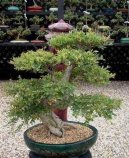 Pokojov� rostliny: Bonsaje > ��nsk� jilm (Ulmus parvifolia)