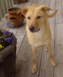 Ps� plemena:  > �inuk (Chinook)