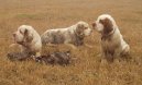 Ps� plemena:  > Clumber �pan�l (Clumber Spaniel)
