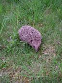 Ps� plemena:  > Co ud�lat pro nalezen�ho je�ka? (Poran�n� voln� �ij�c� zv��ata)