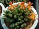Pokojov� rostliny: Kaktusy > Conophytum