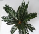 Pokojov� rostliny: Poloke�e > Cykas japonsk� (Cycas revoluta)