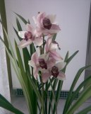 Pokojov� rostliny: Orchideje > Cymbidium (Cymbidium orchid)