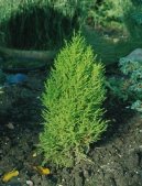 Cyp�i� velkoplod�