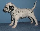 Ps� plemena:  > Dalmatin (Dalmatinac, Dalmatian)