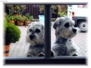 Ps� plemena:  > Dandie Dinmont Terier (Dandie Dinmont Terrier)