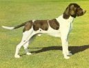 Ps� plemena:  > D�nsk� oha� kr�tkosrst� (Old Danish Pointing Dog, Gammel Dansk Honsehund)