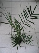 Pokojov� rostliny: Palmy > Datlov� palma, finik, datlovn�k (Phoenix canariensis)