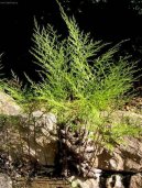 Davallie kan�rsk�