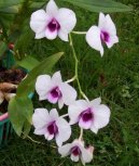 Pokojov� rostliny: Orchideje > Dendrobium (Dendrobium aphrodite)