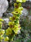 Divizna Velkokv�t�, Divizna S�povit�