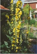 Divizna Velkokv�t�, Divizna S�povit�