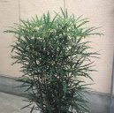 Pokojov� rostliny:  > Dizygot�ka (Dizygotheca)