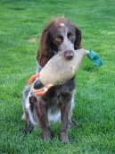 Ps� plemena:  > Dlouhosrst� oha� z Pont-Audemer (Pont-Audemer Spaniel)