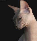 Donsk� sphynx