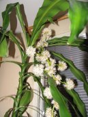 :  > Dra�inec, drac�na (Dracaena)