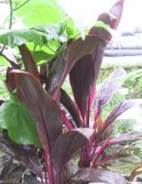 Fotky: Dra�inka, kordyline (foto, obrazky)