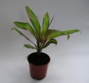 :  > Dra�inka, kordyline (Cordyline)