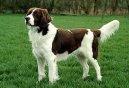 Ps� plemena:  > Drentse Patrijshond (Drentse Patrijshond, Drentse Partridge Dog)