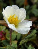 :  > Dry�dka osmipl�te�n� (Dryas octopetala)