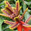 �chmea