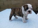 Ps� plemena:  > Anglick� buldok (English Bulldog)