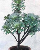 Eonium drobnolist�