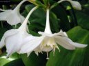 :  > Eucharis, l�benka (Eucharis)