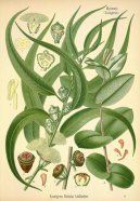 Eukalypt, Blahovi�n�k Kulatoplod�